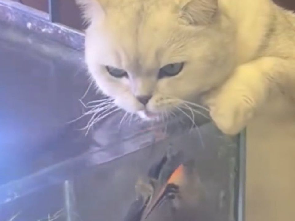 Котик вирішив повечеряти рибним бульйоном, попивши водички з акваріума. Витівка пухнастика розсмішила глядачів.
