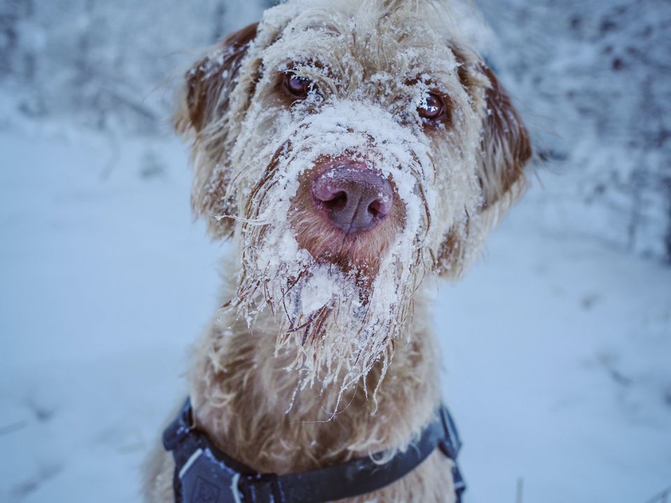 Ветеринари розповіли, чи потрібно захищати собак від бліх узимку. Навіть морозною зимою пес може нахапатися бліх.