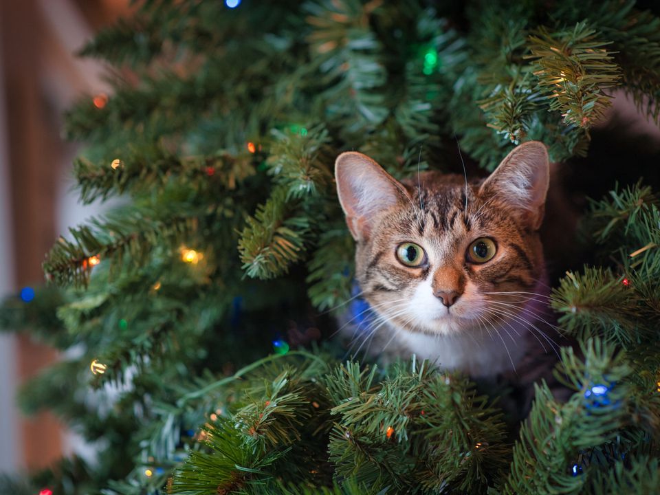 Чому кішки одержимі новорічними ялинками: пояснили ветеринари. Чому у пухнастиків підвищений інтерес до святкового дерева.