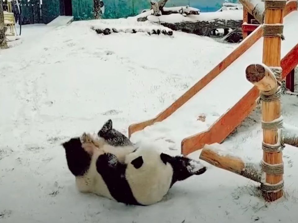 Панда з китайського зоопарку дуже рада снігу, що випав. Пухнаста тварина радісно грається і веселиться.