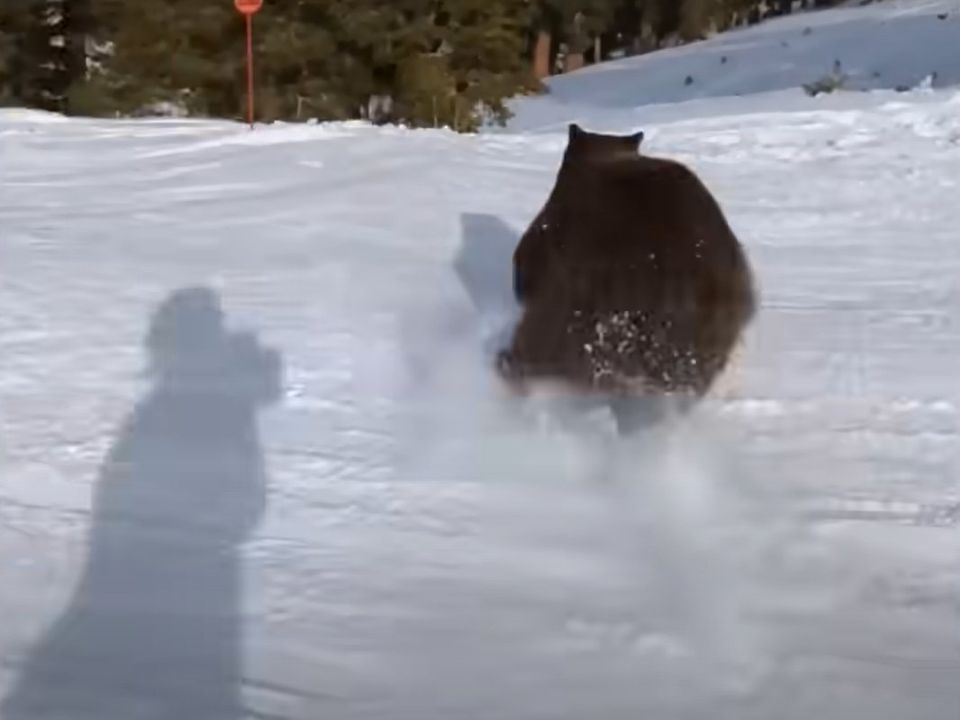 На американському курорті ведмідь пронісся трасою та мало не збив лижників. Момент пробіжки клишоногого потрапив на відео.