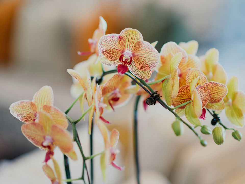 Вирощуєте орхідеї? Переконайтеся, що робите це правильно: 5 правил, які важливо знати. 5 правил, знаючи які навіть квітникар-початківець зможе вирощувати красиві і здорові орхідеї.