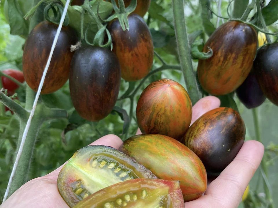 Як підготувати насіння томатів до посадки: розсада не хворіє, урожай — максимальний. Після проведення такої процедури можна сміливо сіяти насіння на розсаду.