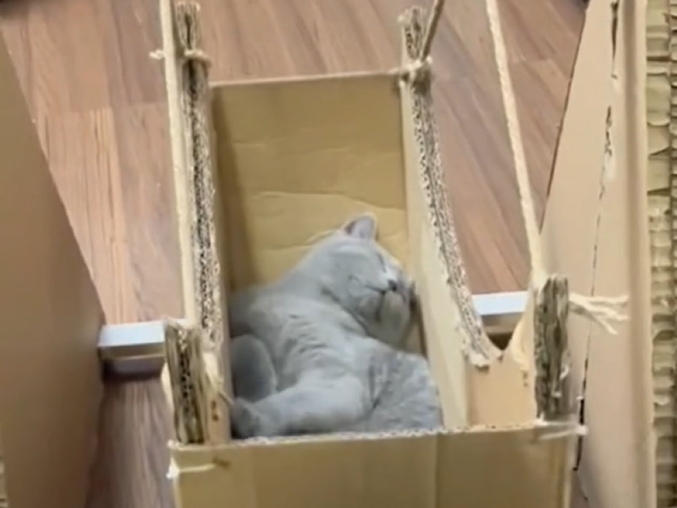 На відео потрапив найщасливіший котик у світі — у нього є картонна люлька. Кожному пухнастику такого б майстровитого господаря.