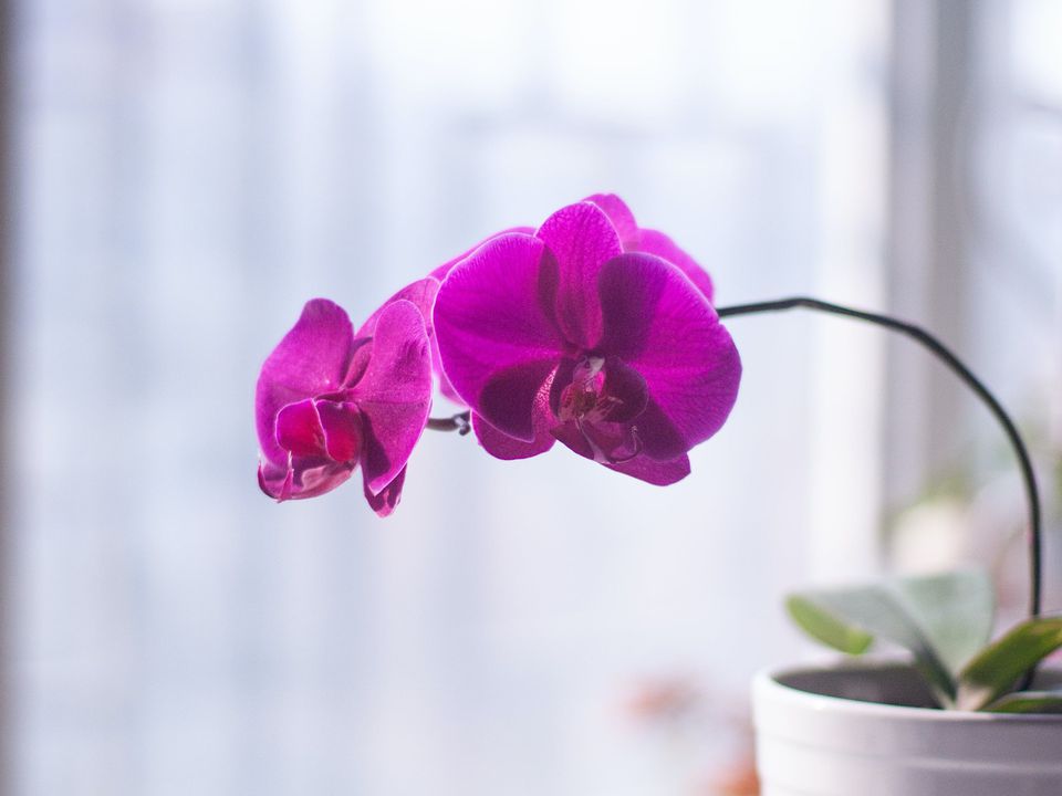 Квітка загине: у який горщик не можна пересаджувати орхідею. Краще приберіть якомога далі такі ємності.
