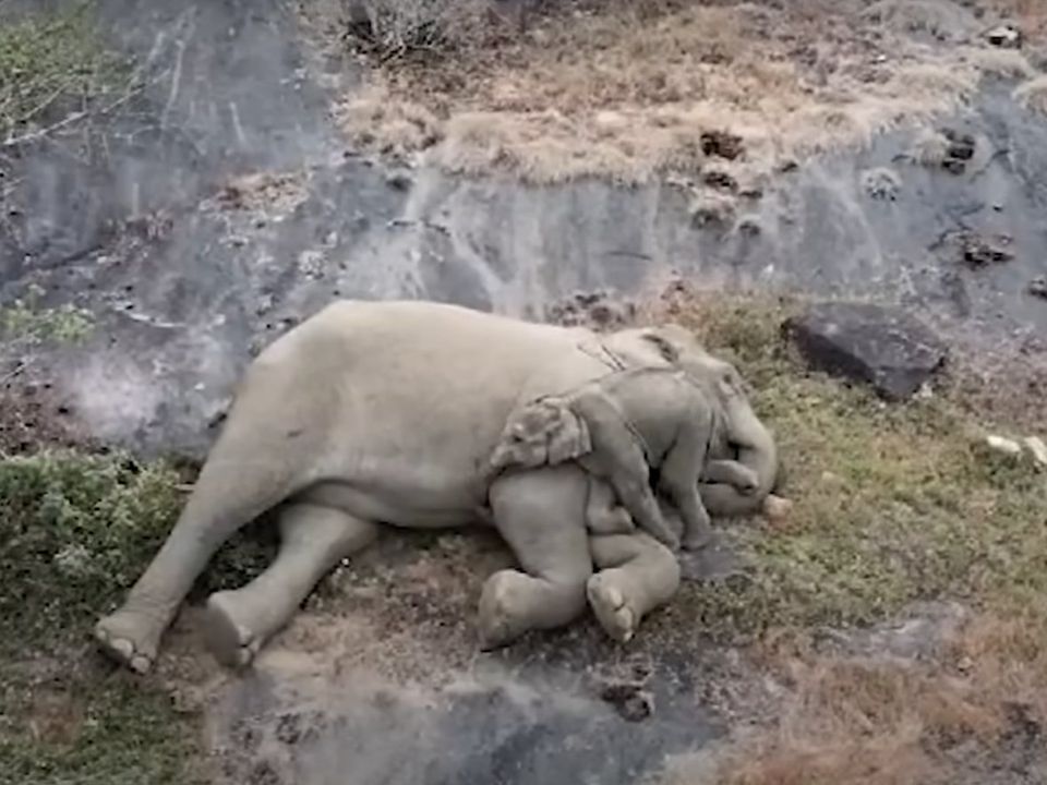 В Індії слоненя возз'єдналося зі своєю мамою після триденної розлуки. Фото, яке зігріває душу.