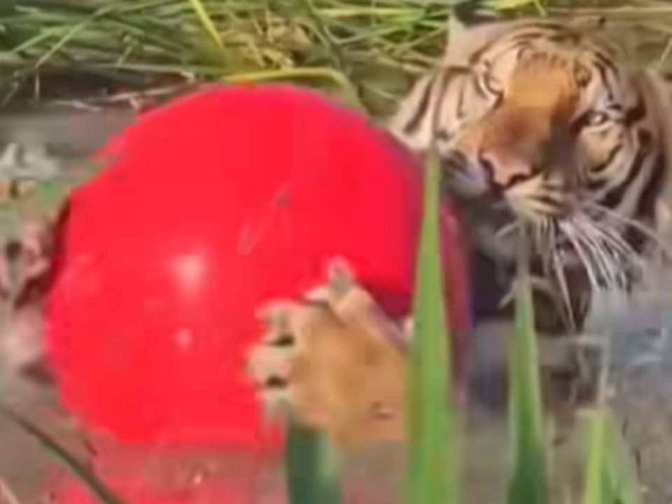 Настрій дня: тигр плаває з улюбленим червоним м'ячиком. Тигр зовні, кішка всередині.