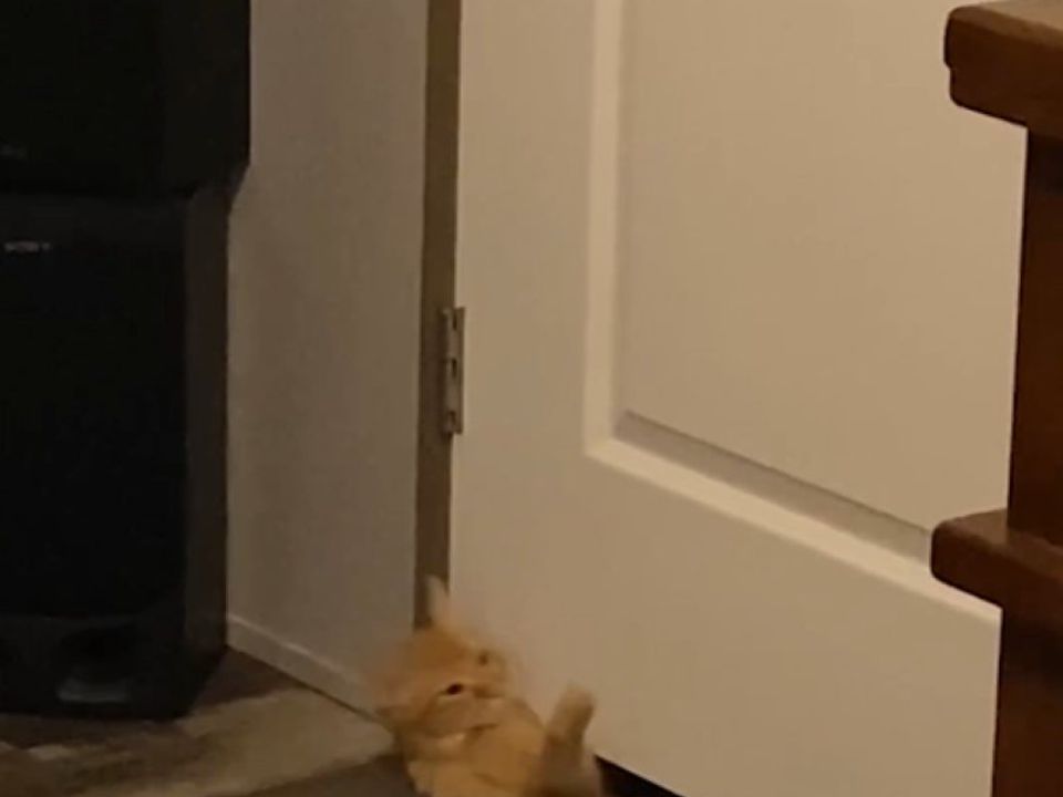 Зачинені двері для котів не перешкода, це довів пухнастик з цього відео. Кіт проникнув у закриту кімнату господаря.