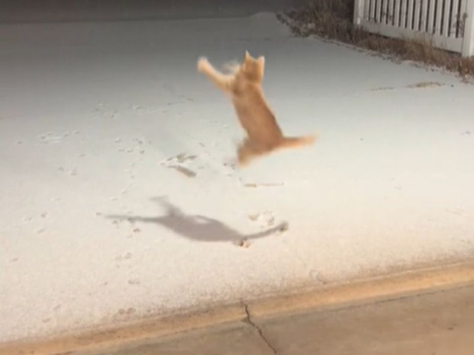 Господар зняв на відео свого котика, який вперше побачив сніг, що падає. Кадри стали вірусними в Мережі.