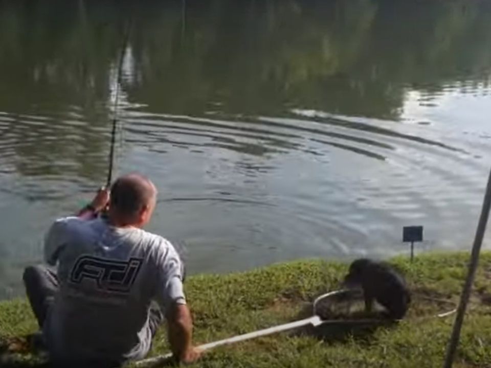Спритний рибалка зумів спіймати сачком не лише рибу, а й власного собаку. Відео кумедного випадку.