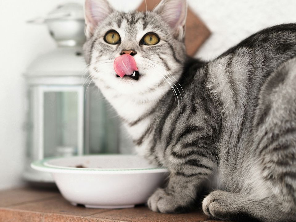 Як правильно годувати кішку вологим кормом: багато хто навіть не здогадується. Це стосується як покупних кормів, так і їжі, приготованої самостійно.