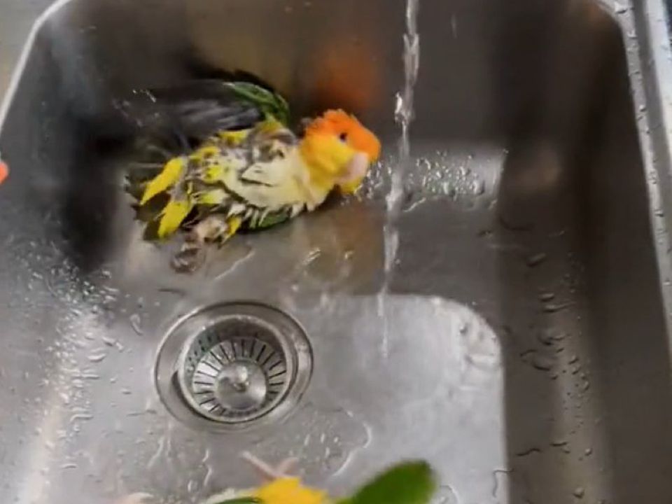 Як мило ці папужки насолоджуються водними процедурами. Це відео можна дивитися нескінченно.