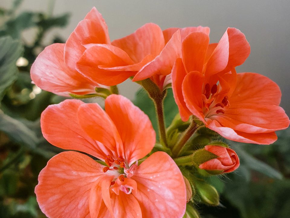 Кімнатна пеларгонія перестала цвісти — побавте її дешевою підгодівлею. Рослина викине величезну шапку квітів.