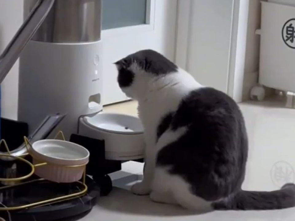 На відео потрапив котик, який залишився голодним із-за сучасних технологій. І це все?
