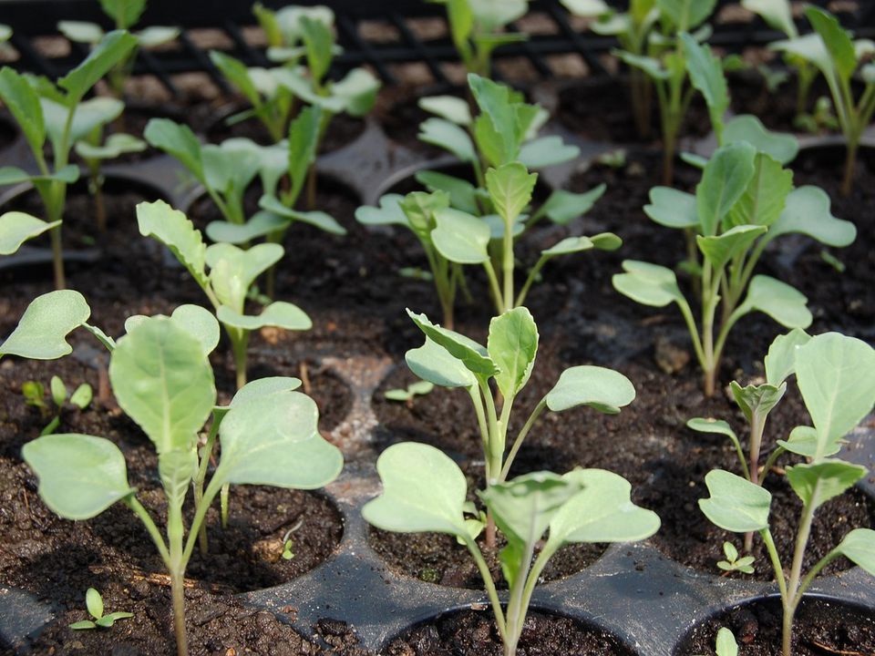 Від посіву насіння до висадки в ґрунт: як виростити ідеальну розсаду капусти. П'ять важливих правил від агрономів.