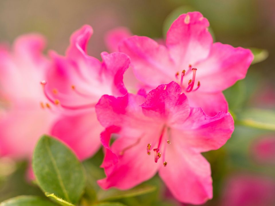 Загроза для здоров'я: 5 рослин, які можуть бути небезпечними для людей похилого віку. Якщо ви знайдете ці кімнатні квіти вдома у бабусі, терміново вкрадіть або попросіть вам їх подарувати.