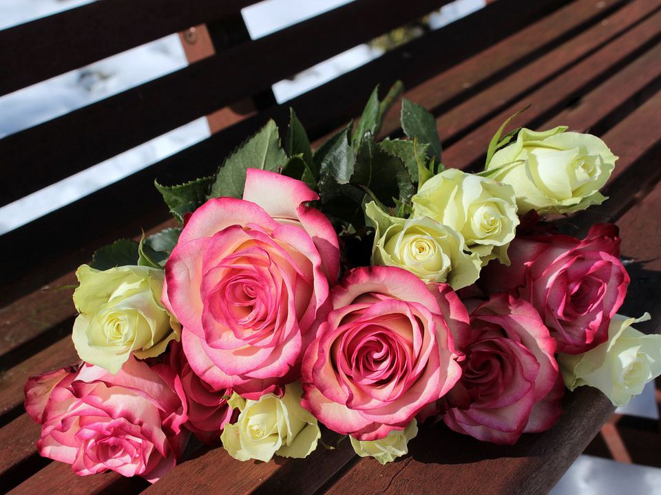9 фактів про троянди, які змусять полюбити їх ще більше. Нехай у вашому саду знайдеться місце хоча б одного рожевого куща!