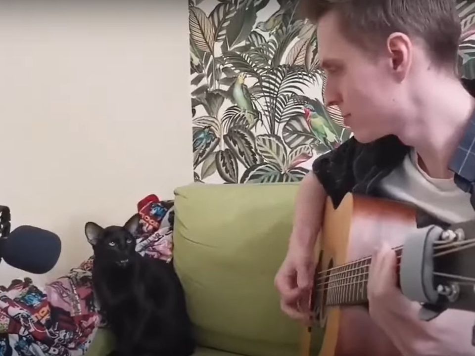 На відео потрапив чорний котик, який співає блюз під гітару. З таким вихованцем сумувати точно не прийдеться!
