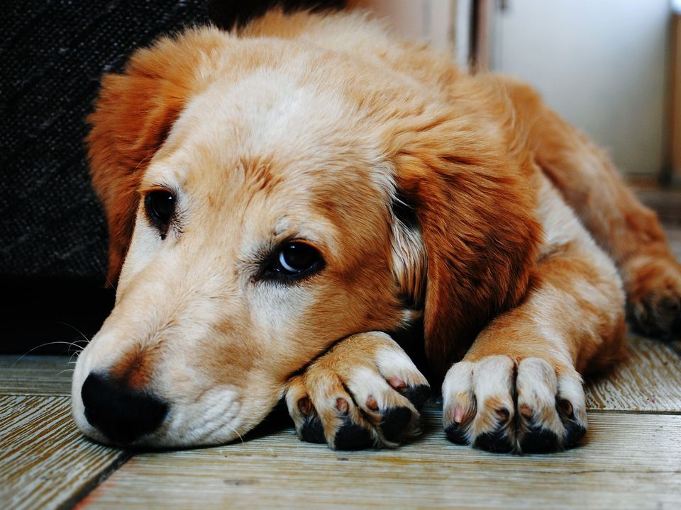 Як зрозуміти, що у собаки щось болить: неочевидні ознаки. Вчасна реакція може значно полегшити страждання та прискорити процес вилікування вашого вірного друга.