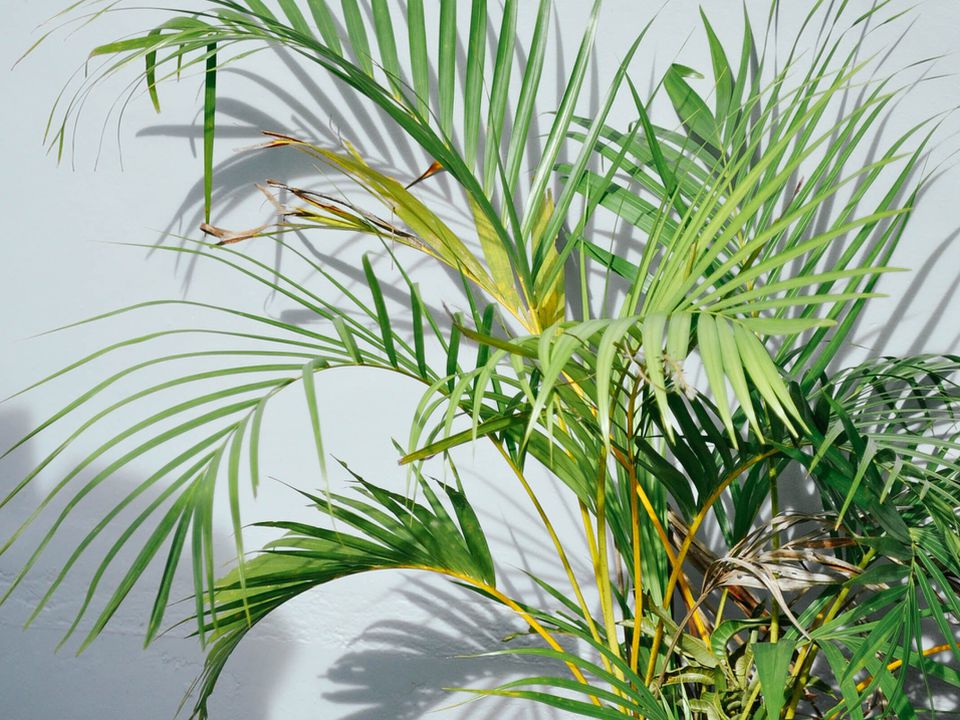Сохне листя у кімнатної пальми: як врятувати рослину. Поради, які допоможуть недосвідченим любителям рослин.