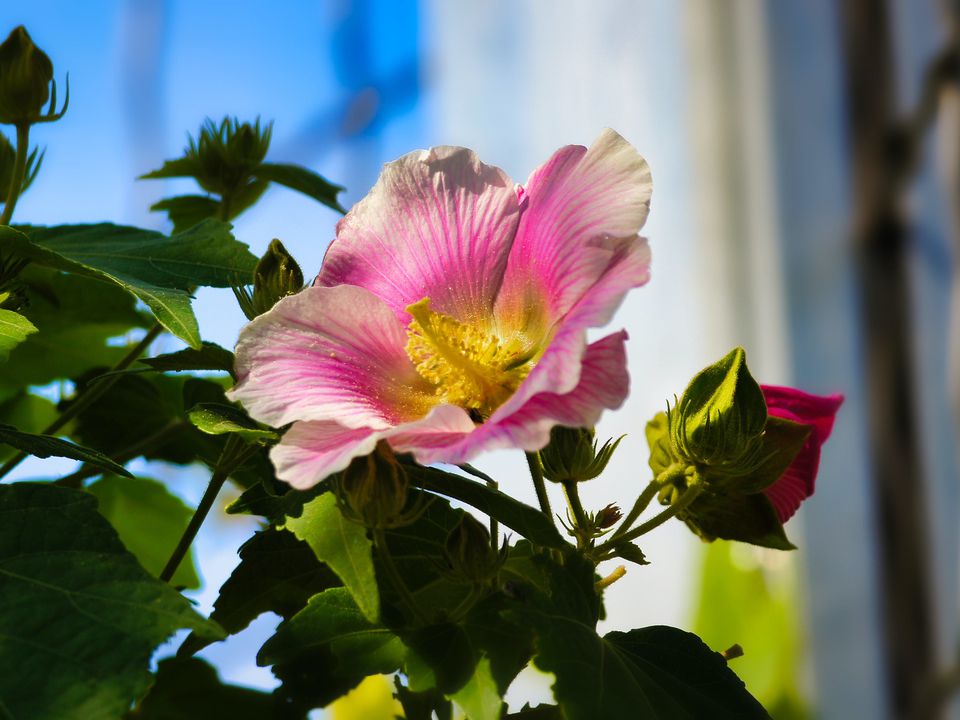 Китайська троянда: як за нею доглядати, щоб вона цвіла довго і рясно. Лайфхаки для пишного цвітіння гібіскусу.