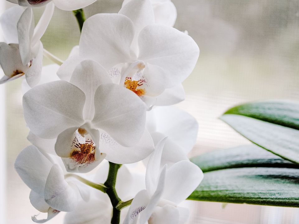 Банановий чай для орхідеї, який змусить квітку цвісти. Як приготувати корисний розчин.