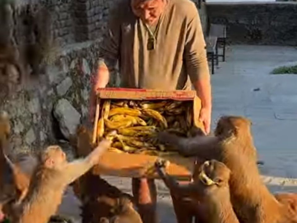 Зграя голодних мавп атакувала чоловіка з коробкою бананів. Там, де "багато диких мавп", іноді трапляються ось такі пригоди.