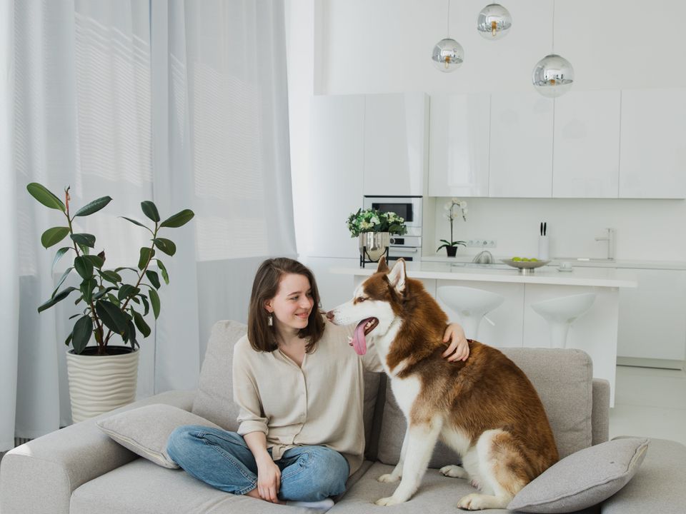 Чи можна тримати у квартирі собаку породи хаскі. Які проблеми можуть у вас з'явитися.
