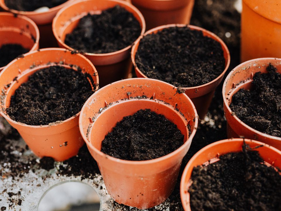 Методи знезараження ґрунту перед посадкою насіння на розсаду для позбавлення від шкідників. 4 способи знезаразити ґрунт.