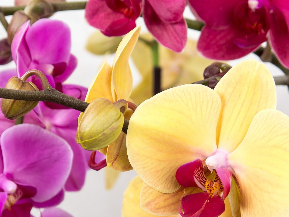 Секрети цілорічного цвітіння орхідеї: підгодуйте квітку апельсином. Рецепт приготування апельсинової води для підживлення рослини.