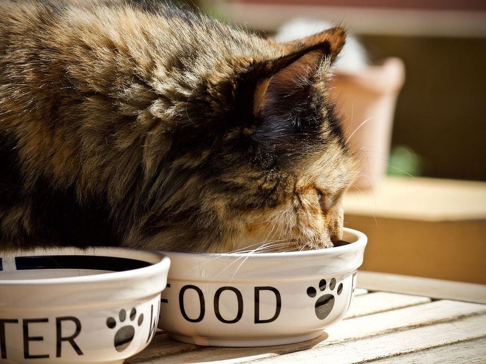 Що потрібно врахувати вибираючи корм для кішки. Рекомендації експертів.