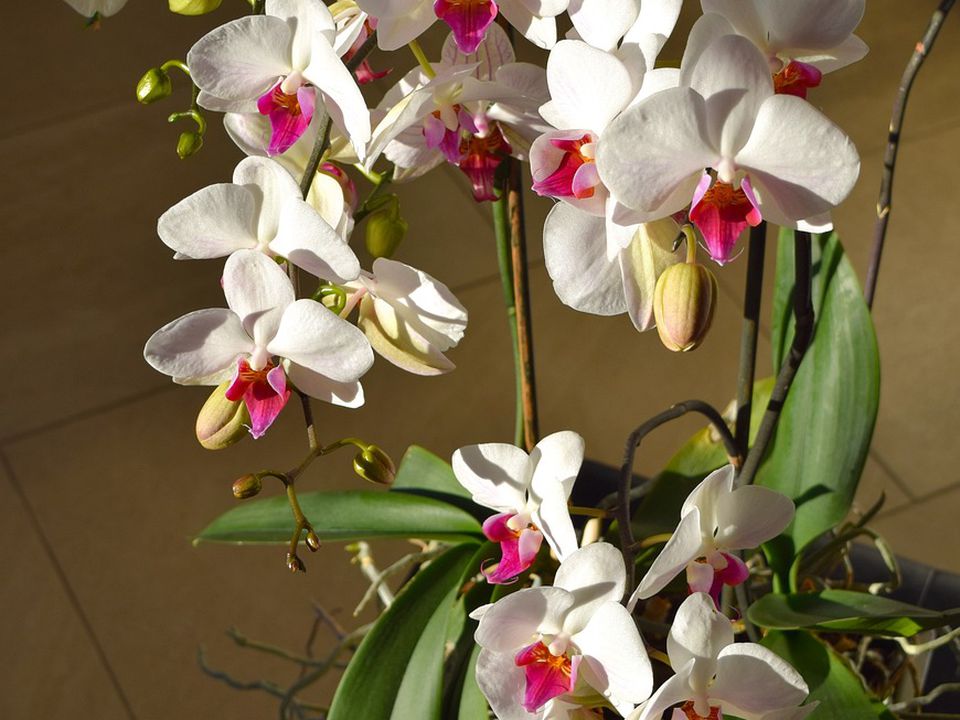Як визначити коли час поливати орхідею: подивіться на колір коріння. Про правила догляду за орхідеєю розповіли експерти.