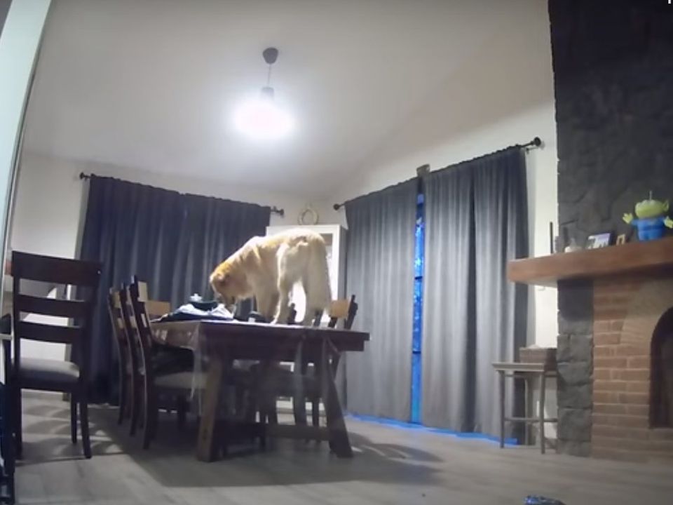 Камера відеоспостереження завадила песику побешкетувати на кухонному столі. Сучасні гаджети іноді роблять життя домашніх тварин просто нестерпним.