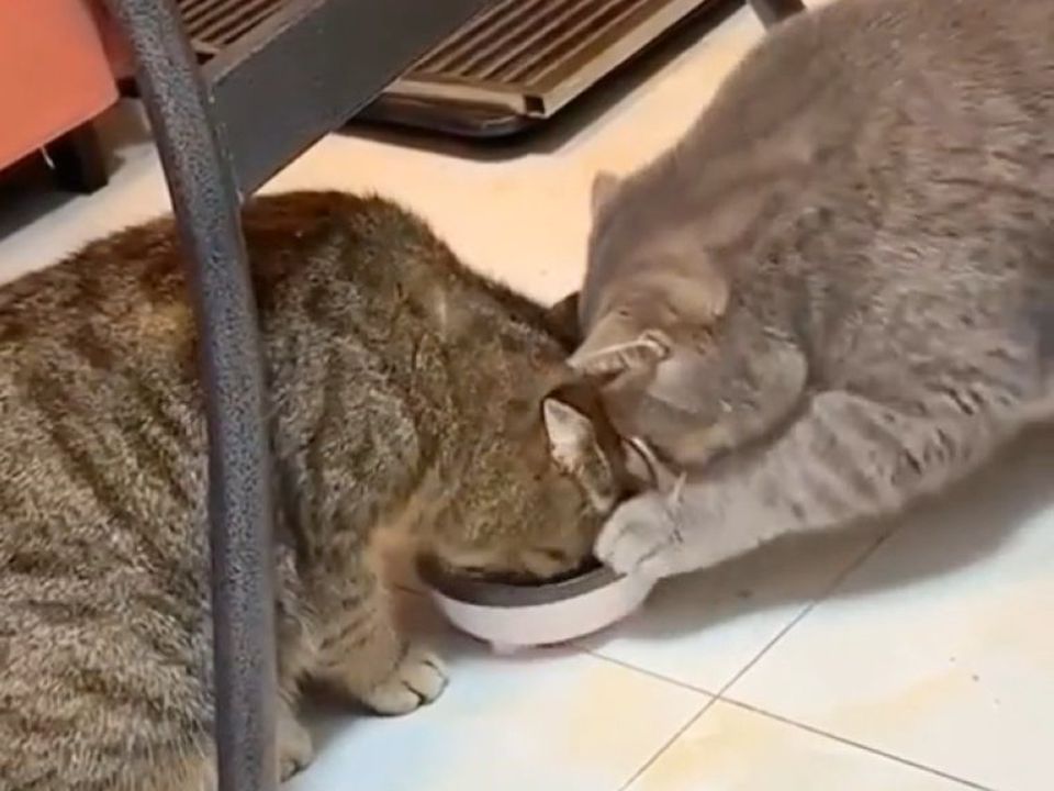Невже таке буває: на відео потрапили виховані котики, які діляться обідом. Пухнастики показали, що не всі котячі жадоби.