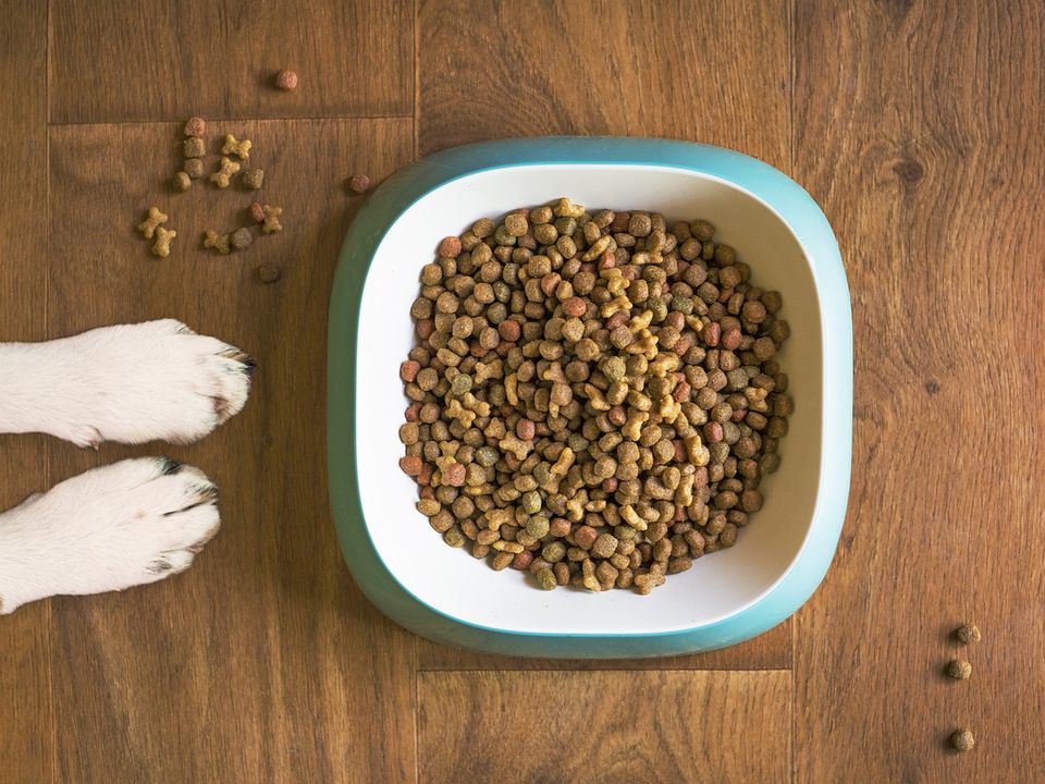 Ідеальне зберігання гранульованого корму: поради для дбайливих господарів собак. Це важливо!