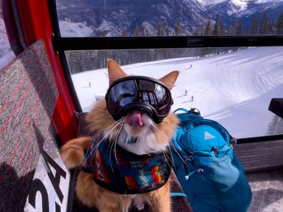 Відео про котика-мандрівника, який відпочиває на гірськолижному курорті. Пухнастик живе своє найкраще життя.