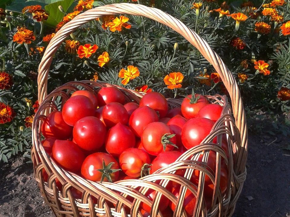 Помідори збиратимете відрами: досвідчені городники розкрили секрети вирощування розсади. Урожай помідорів залежить не так від того, де їх вирощують, а як за ними доглядають.