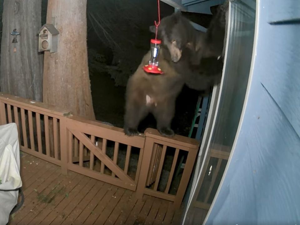 Кумедне відео про ведмедя, який намагався проникнути в будинок через двері для собак. Вінні Пух навіть не встиг застрягти!