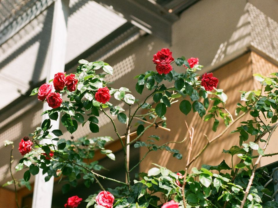 Як відкривати троянди навесні: фатальні помилки, які загублять кущі. Правила зняття зимового укриття з троянд.