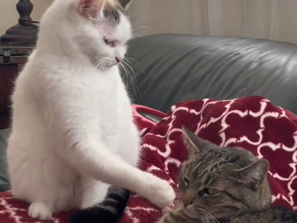 Біла кішечка вирішила перевірити терпіння свого брата та отримала прочухана. Це відео можна дивитися годинами.