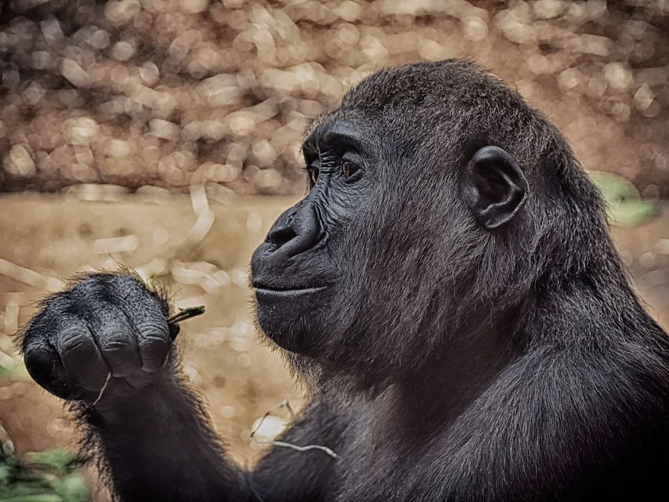 "Вони дивують": Факти про розумові здібності горил. Помилки про інтелект горил.