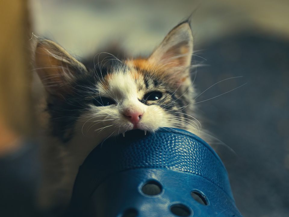 Чому кішки кусають господарів: дивацтва поведінки — як реагувати. Пухнастики — самостійні істоти, здатні не тільки дряпати, а й вкусити.