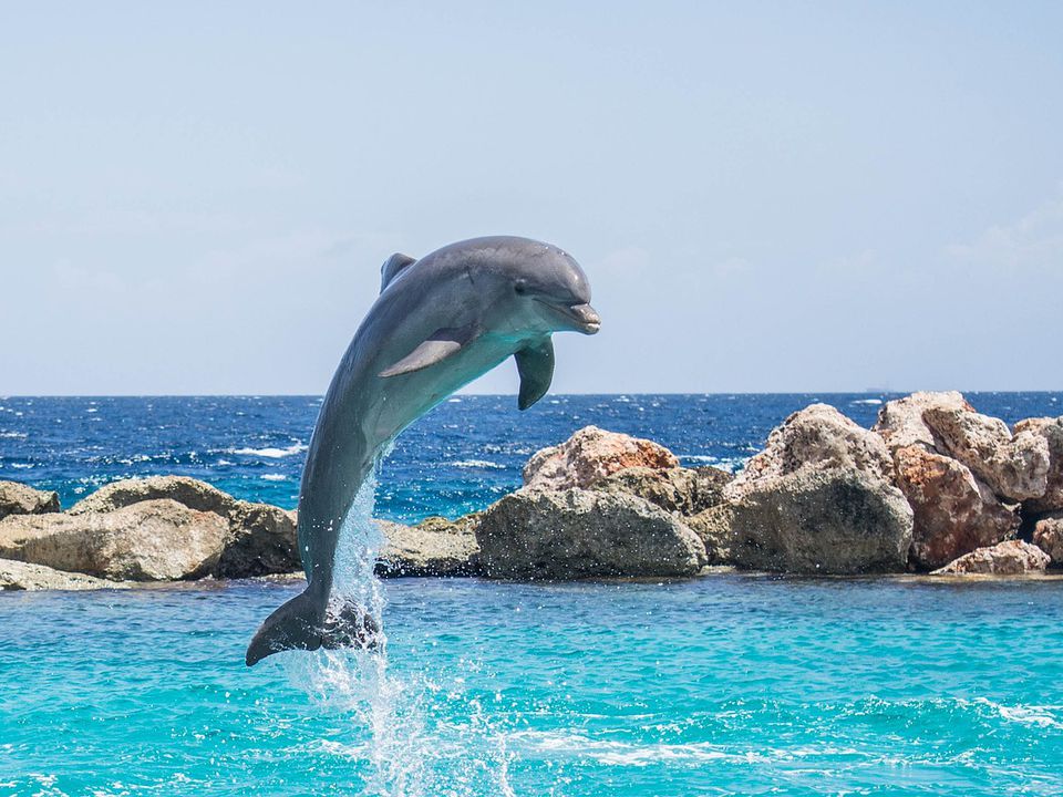 "Яку хитрість винайшла природа": Що п'ють дельфіни та кити, якщо навколо солона вода. У них немає опріснювального апарату, як у зябрах морських риб, а нирки не здатні розчинити осадовий мінерал.