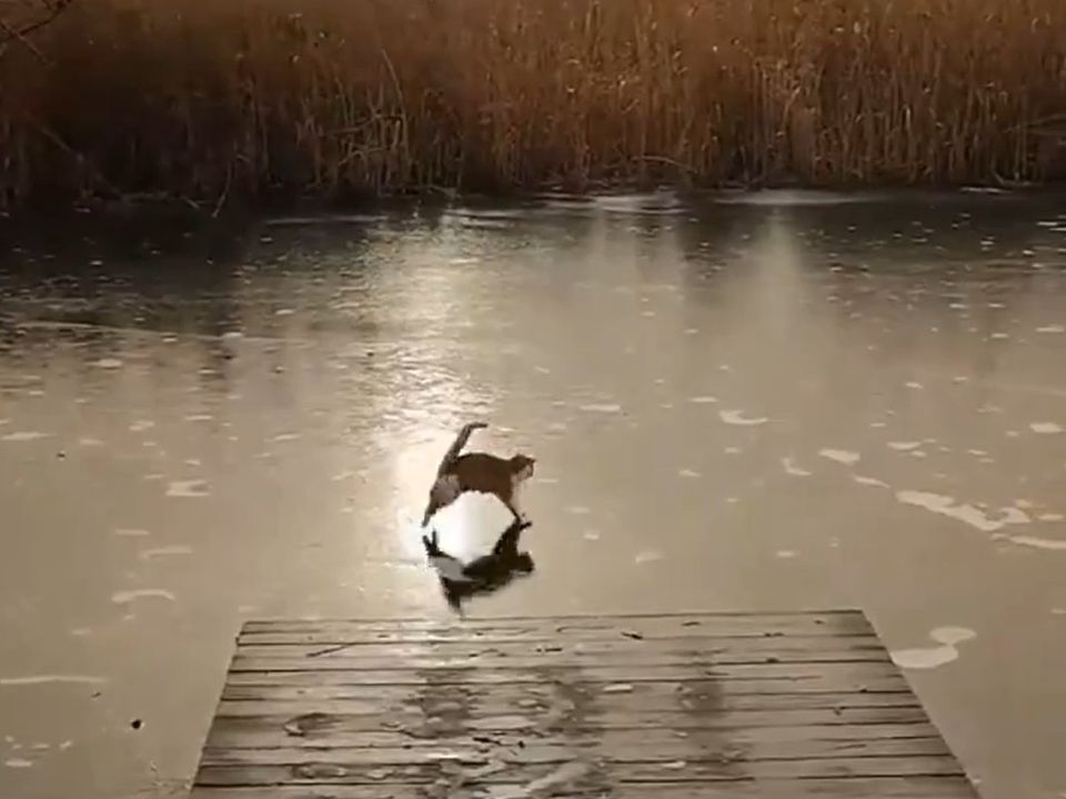 Котик вперше вийшов на лід та не може зрозуміти, що відбувається. Що за магія?