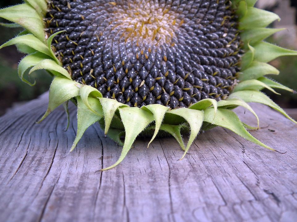 Що буде з організмом, якщо їсти багато соняшникового насіння. Як це вплине на здоров'я?