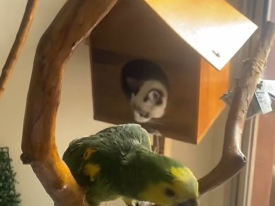 Кумедне відео, на якому кіт нахабно "виселяє" папугу зі свого будиночка. Вічне квартирне питання.