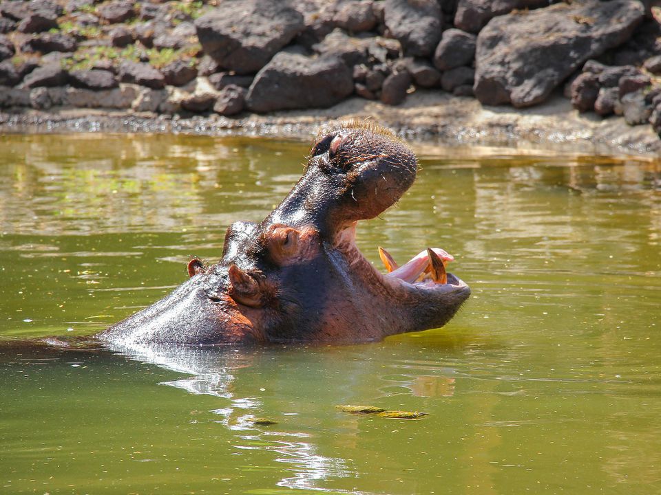 Звички бегемотів, які виглядають непристойно навіть для багатьох зоологів. Звички гіпопотамів.