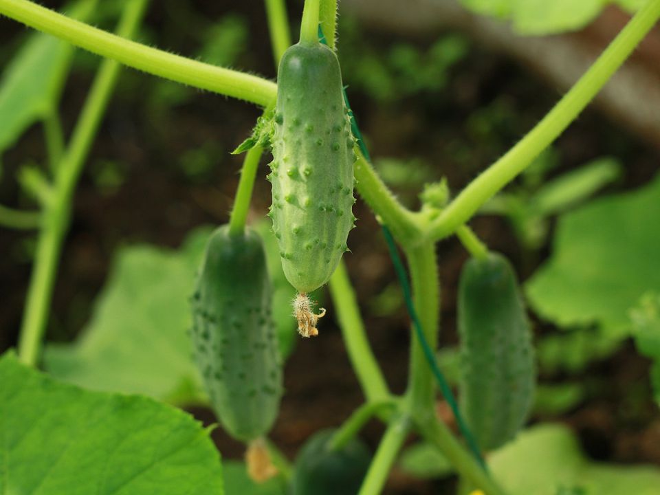Вирощуємо огірки на підвіконні й 1 травня насолоджуємося хрумким овочем. Як отримати урожай огірків в домашніх умовах.