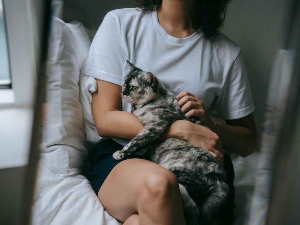 Не тільки через тепло: чому кішка любить спати у вас на колінах. Про це мало хто знає.