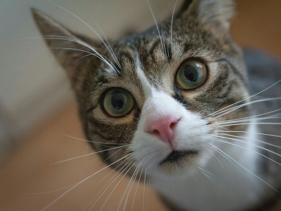 Чи можна годувати кішку курячими шиями, розповіли ветеринари. Як правильно їх давати.